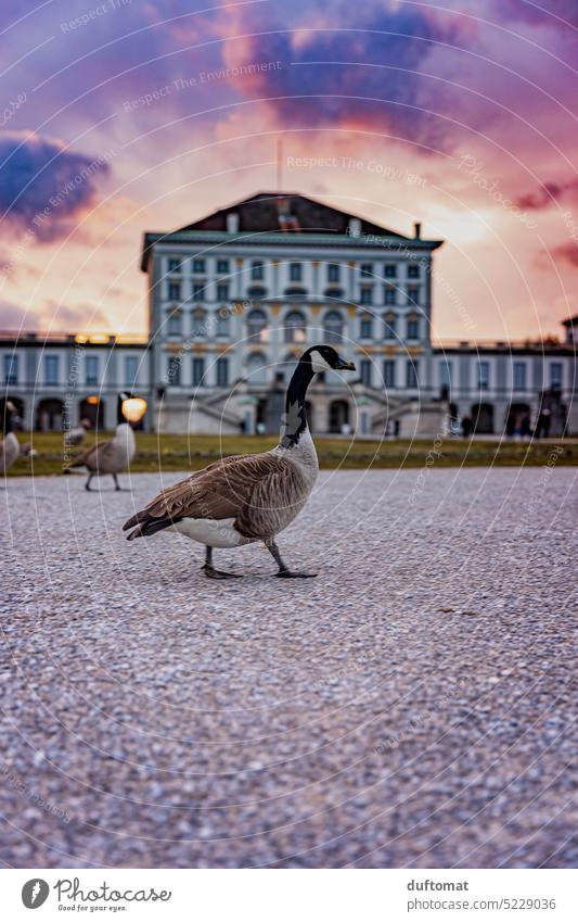 Ganz watschelt vor Schloß Nymphenburg bei Sonnenuntergang Gans Wasservogel Graugans München Schloss Schlossgarten Schlosspark strahlend Abendrot Sonnenuntegang