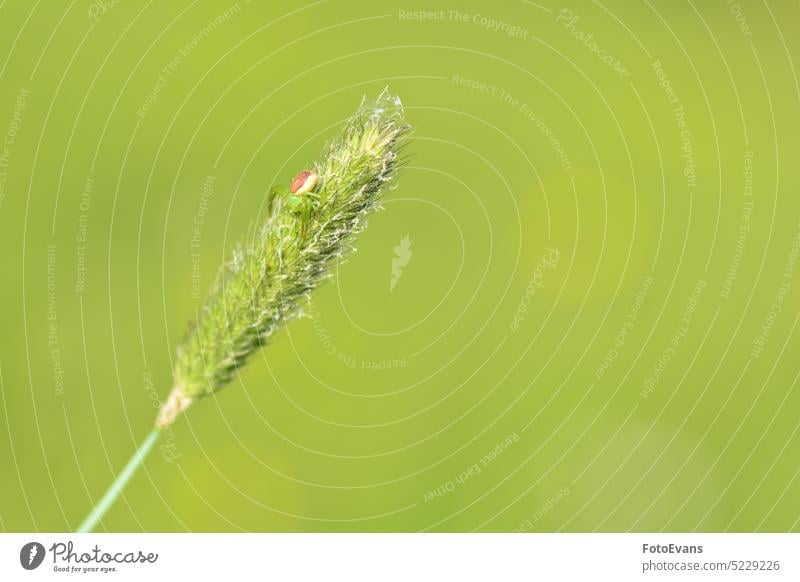 Grüne Krabbenspinne  ( Diaea dorsata ) auf einer Pflanze in der Natur Spinne Tier grün Wiese Textfreiraum