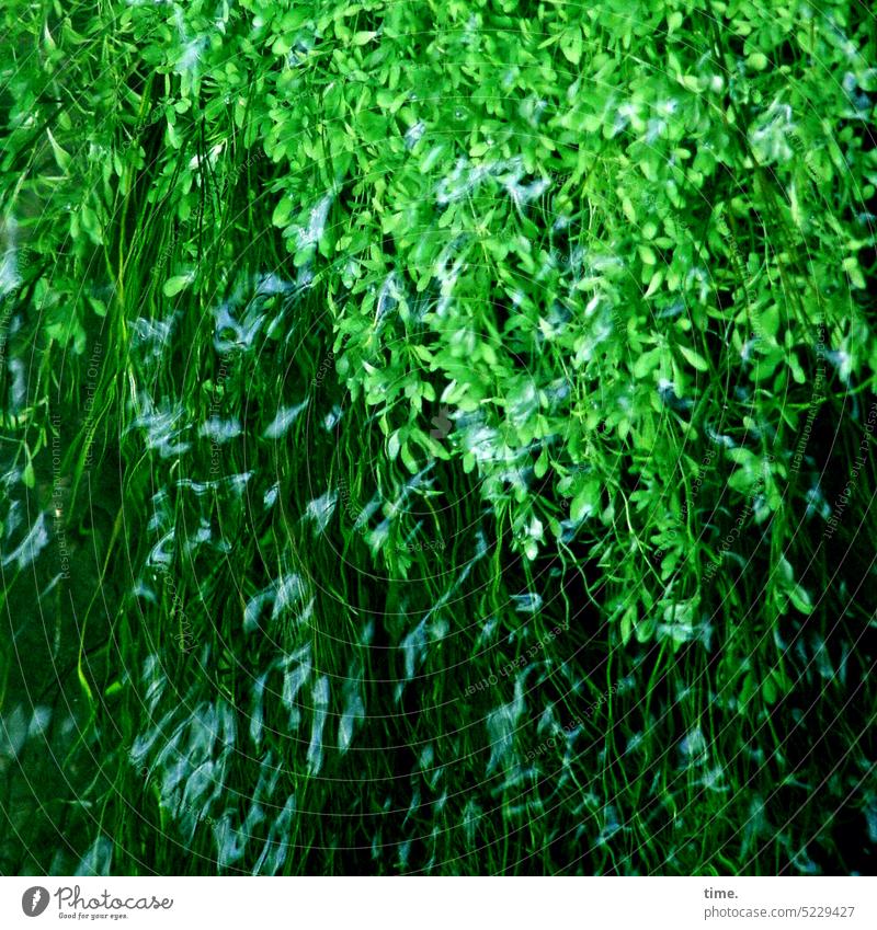 Weichspüler | Seetang in der Strömung Blatt Pflanze Algen grün Fluss unter Wasser Vogelperspektive schillern glänzen Äste schwimmen Fließwasser Rohstoff essbar