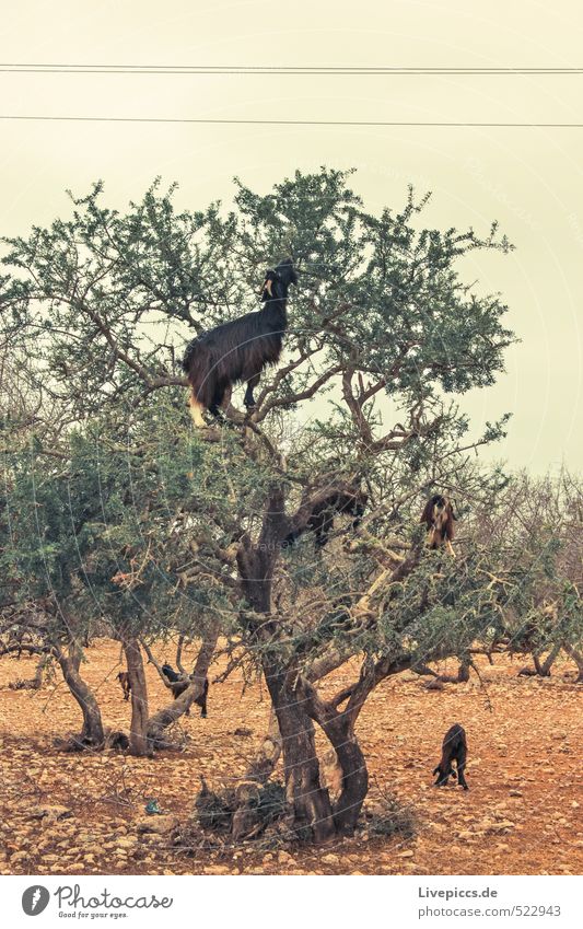 Marokkanische Baumziege Ferien & Urlaub & Reisen Ausflug Safari Umwelt Natur Landschaft Pflanze Tier Dürre Grünpflanze Ziegen Tiergruppe gelb grau grün orange
