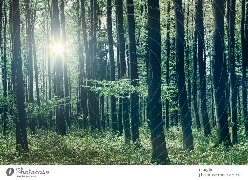 Wald im Frühling Bäume Baum Natur Menschenleer Licht Umwelt Sonnenlicht grün Außenaufnahme Baumstamm Laubbaum Laubwald Blatt Wachstum Pflanzen Waldboden