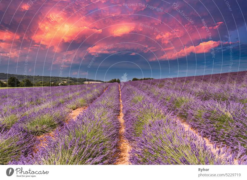 Blühende lila Lavendelblüten Feld in der Provence, Frankreich. Sommerliche Agrarlandschaft unter sonnigem Himmel. Landschaftliche Ansicht. Geänderter Sonnenuntergang Himmel.