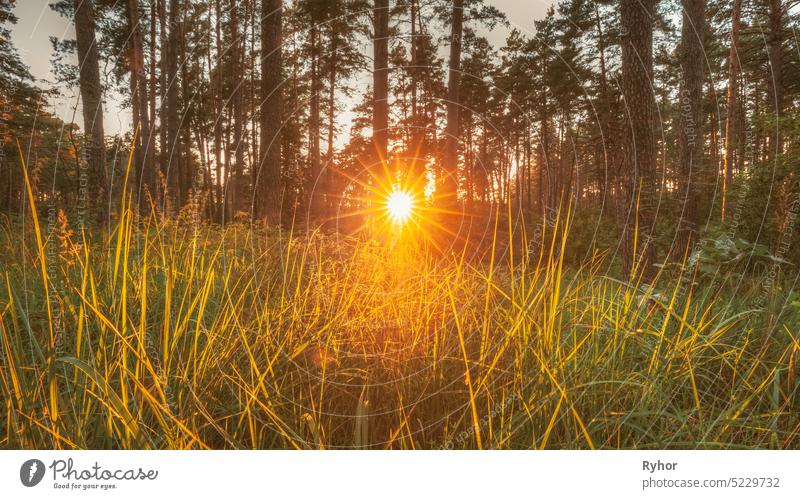 Beautiful Sunset Sunrise Sunshine Through Green Grass In Sunny Summer Forest. Sonnenlicht Sonnenstrahlen im frischen Wald Gras Natur Sonnenschein Sommer grün