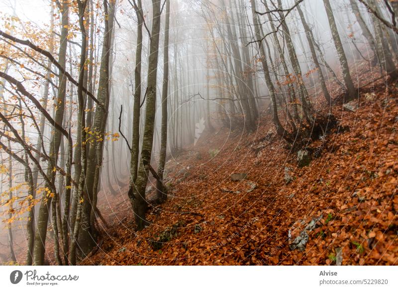 2022 10 23 Durlo Wald und Nebel Landschaft Natur Baum reisen Alpen Hintergrund Morgen Umwelt Berge u. Gebirge neblig malerisch Wetter natürlich Szene dunkel