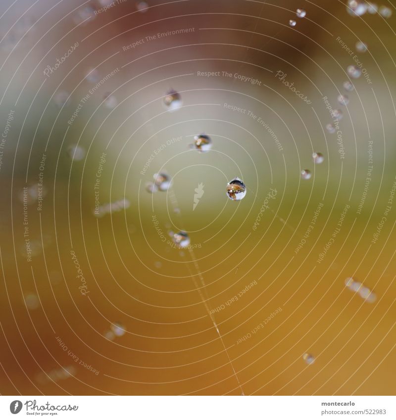 Punktsieg | OOOoOOOOO Umwelt Natur Wasser Tau Spinnennetz Spiegelbild Wassertropfen dünn authentisch frisch einzigartig klein nah nass natürlich rund mehrfarbig