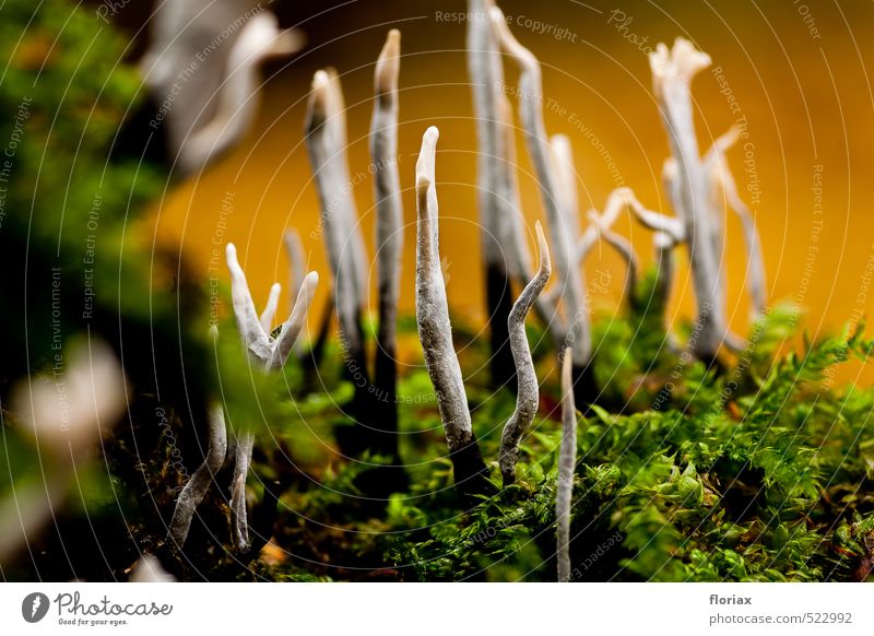 tanz im wald elegant Natur Herbst Pflanze Pilz Wald Holz stehen Wachstum ästhetisch außergewöhnlich klein grau grün orange bizarr Ascomycota