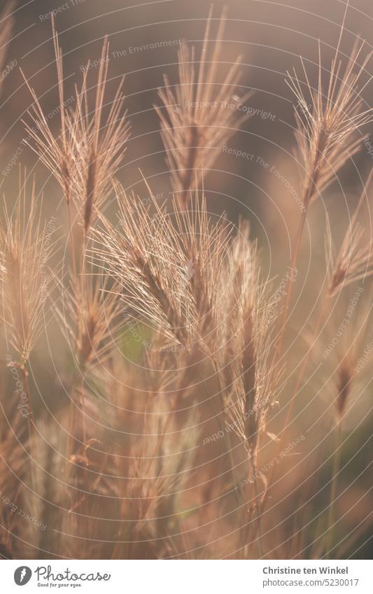 Ähren im Gegenlicht Grannen herbstlich herbstliche Stimmung Natur Gräser Getreide Herbststimmung warme Farben Unschärfe