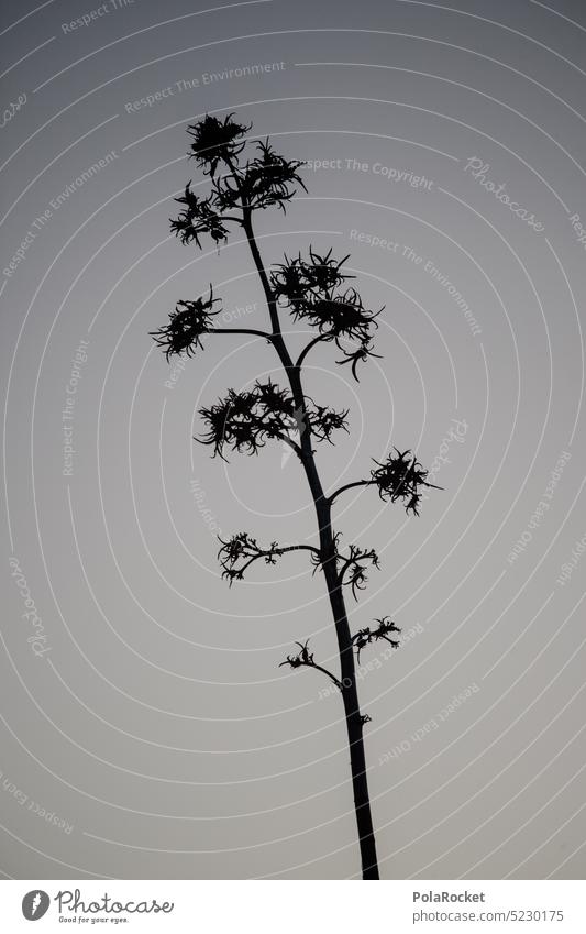 #A0# Agavenwuchs Agavenblatt Agavengewächs Agavesirup Agavenpflanze Agavenfeld Agavendicksaft Natur Kanaren Kanarische Inseln Pflanze grün dezent Wellness