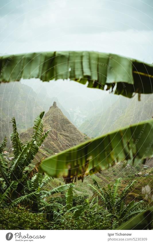Der Berggipfel des Xo-xo-Tals ist durch die Bananenblätter im Tal sichtbar. Eine der besten Trekkingrouten auf der Insel Santo Antao, Kap Verde. Bewölktes Wetter