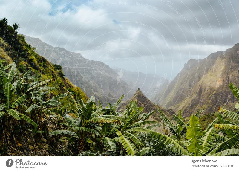 Bananenstauden auf der Trekkingroute zum Xo-Xo-Tal. Die rauen Gipfel der Berge im Hintergrund. Insel Santo Antao, Kap Verde bananaplants antao wandern Ribeira