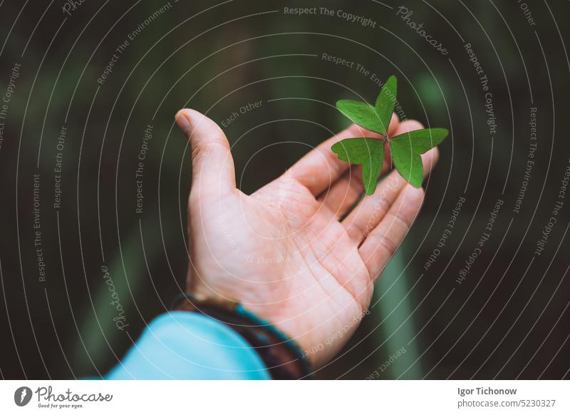 Exotisches grünes Kleeblatt in einer Männerhandfläche Hand Handfläche Kap Verde geblümt Mann Natur Blatt Frühling Pflanze Finger Glück Symbol Pflege Saison