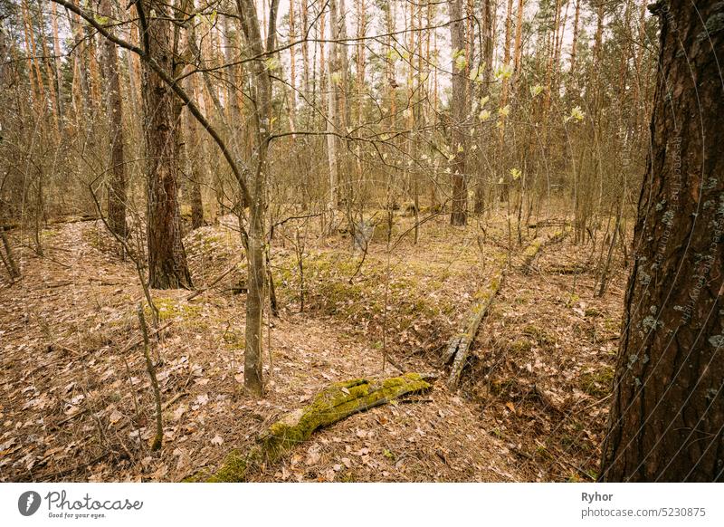 Alte verlassene Schützengräben aus dem Zweiten Weltkrieg im Wald seit dem Zweiten Weltkrieg in Belarus. Früher Frühling oder Herbst Saison Graben Gräben Krieg