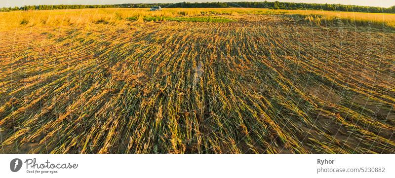 Der Weizen ist nach einem Regenschauer auf dem Feld abgestorben. Die Folgen des schlechten Wetters. Panorama, Panoramablick landwirtschaftlich Ackerbau