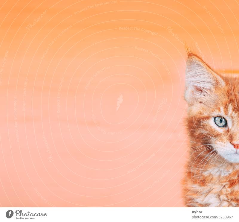 Kleine Kätzchen Gesicht Copy Space Hintergrund in beruhigende Korallen Farbe. Junge rote Ingwer Maine Coon. Maine Shag Erstaunliche Haustiere. Porträt auf Hintergrund in Gelb Licht Orange Farben