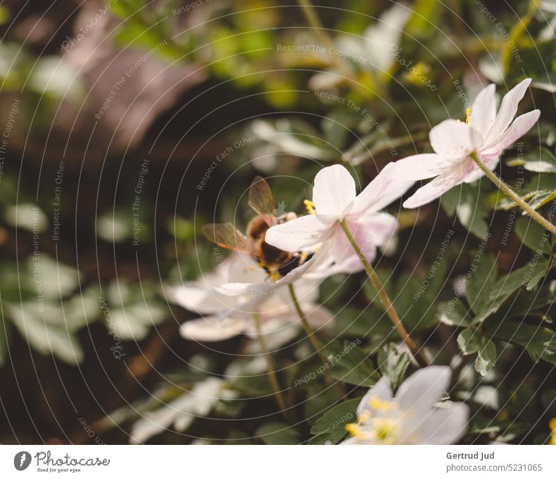 Buschwindröschen - Anemonen im Frühling mit Besuch von Biene Blume Blumen und Pflanzen Blüte Farbe weiss Insekt Frühlingsblume Frühblüher Frühlingstag