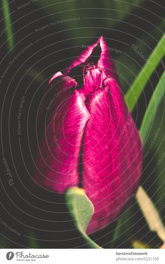 Weinrote Tulpen als Nahaufnahme Blume Tulpenblüte Frühling Blüte Pflanze Farbfoto Frühlingsgefühle Menschenleer schön