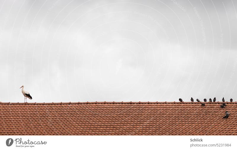 Tiergeschichten, Weißstorch und Tauben auf Dachfirst Storch Ziegel Hiegeldach Himmel klein grau spazieren Wildtier Außenaufnahme Haus Tag Farbfoto Natur 1