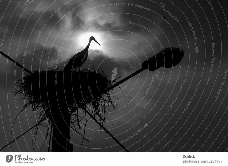 Im Mondschein passiert es. Weißstorch vor Vollmond auf seinem Nest. Gegenlicht Schwarzweißfoto Himmel Froschperspektive dunkel Nacht 1 Storchennest nachts