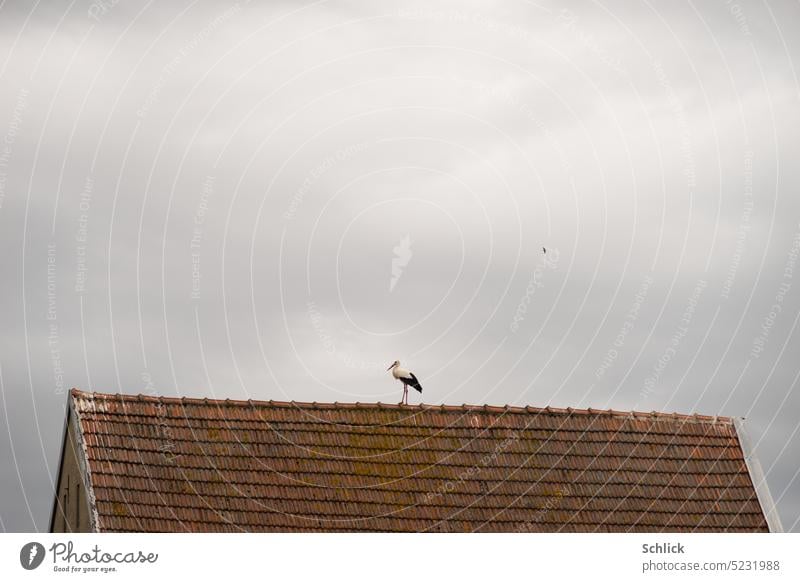 Storch spaziert auf Ziegeldach Dach Hiegeldach Himmel klein grau spazieren Vogel Tier Wildtier Außenaufnahme Haus Tag Farbfoto Natur Weißstorch 1