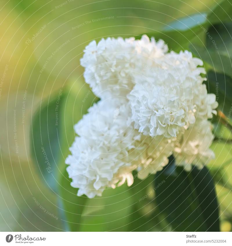 weißer Flieder Fliederduft Fliederblüten Fliederstrauch blühen Blüten Blumen Syringa Syringa vulgaris grün elegant natürlich duftend Duft Eleganz