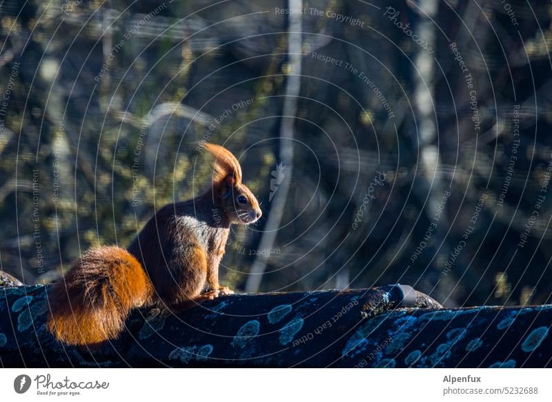 Eichhörnchen im Wind Fell Außenaufnahme Wildtier niedlich windig windiger Tag Tierporträt Farbfoto Nagetiere Natur Frisur Frisurprobleme