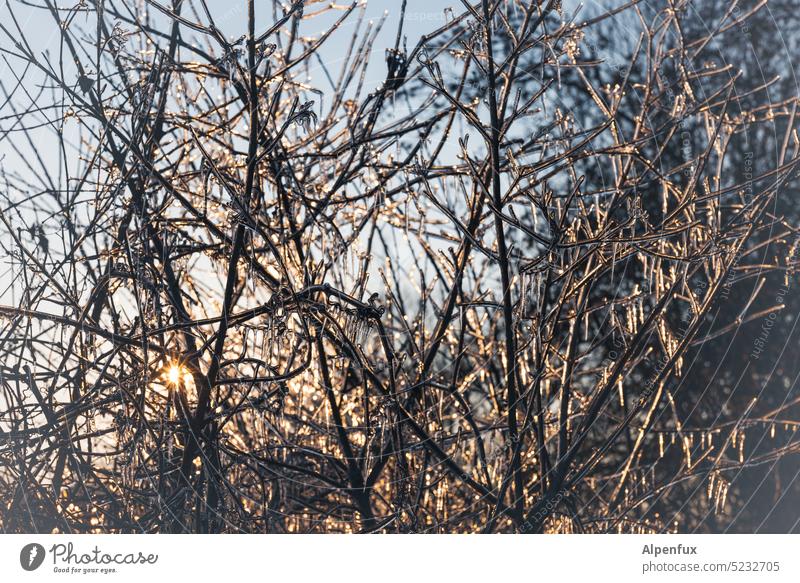 Der gefrorene Dornbusch Busch Eis Eiszapfen Winter Frost Außenaufnahme frieren Farbfoto kalt Eiskristall Kälte Wintertag Winterstimmung Nahaufnahme winterlich