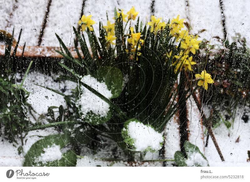 Osterglocken Blumen Frühling Blüte Natur Pflanze Blühend Stadt Schnee Regen Balkon Narzissen Dachterrasse Ostern Hagelkörner