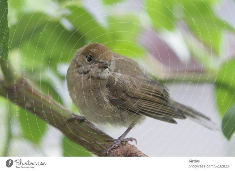 junge Mönchsgrasmücke auf einem Ast Jungvogel Vogel Singvogel Nahaufnahme Tierporträt Ornithologie Singvögel Außenaufnahme niedlich