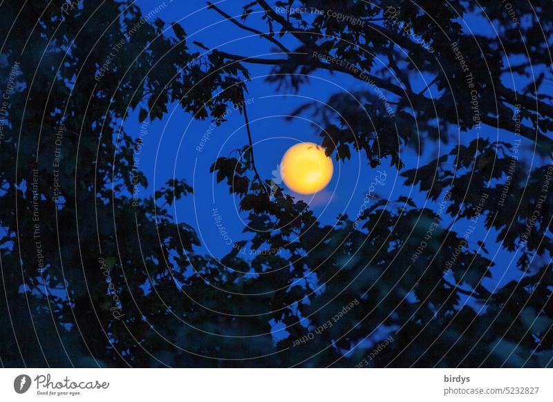 Orangener Vollmond scheint durch das Blätterdach eines Baumes Mond leuchten orange Nachthimmel Äste Mondschein Stimmung Silhouette Vollmondnacht Blutmond