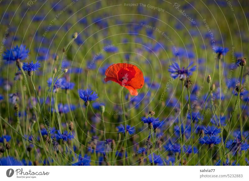 Klatschmohn im Kornblumenfeld Mohn kornblumenfeld Blume Blüte Sommer Pflanze Natur blau rot Blühend Farbfoto Blumenwiese Feld schön Kontrast farbtupfer