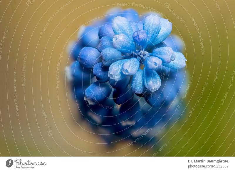 Armenische Traubenhyazinthe, Muscari armeniacum, Blütenstand von oben Draufsicht Frühjahrsblüher blühen Geophyt Zwiebelblume ausdauernd duftlos keine Hyazinthe