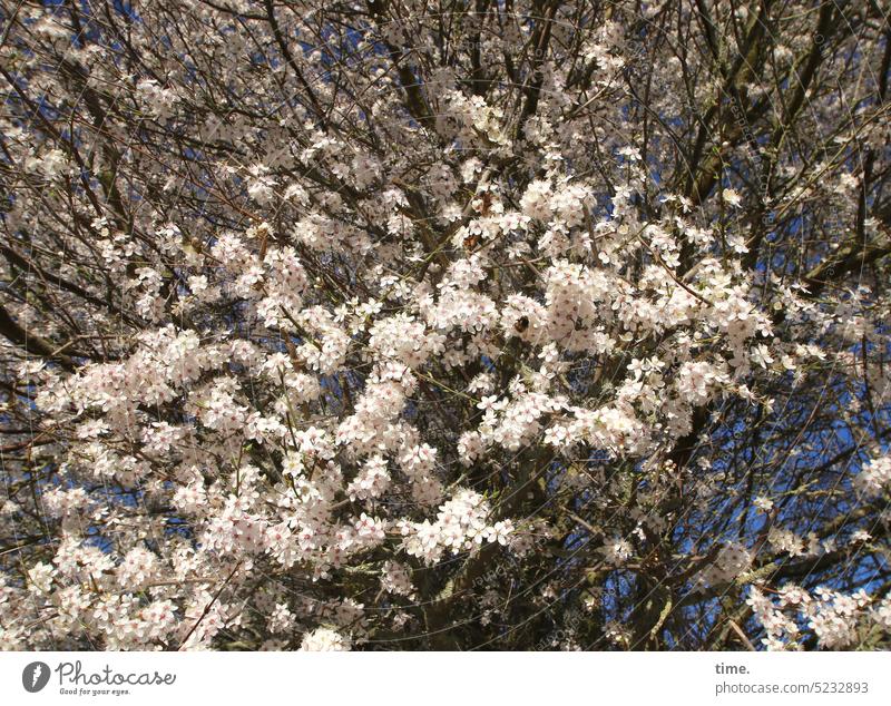 alles muss raus Weißdorn Blüte blühen Baum Äste Frühling Frühjahr Zweige Wachstum wachsen üppig Natur Umwelt Flora