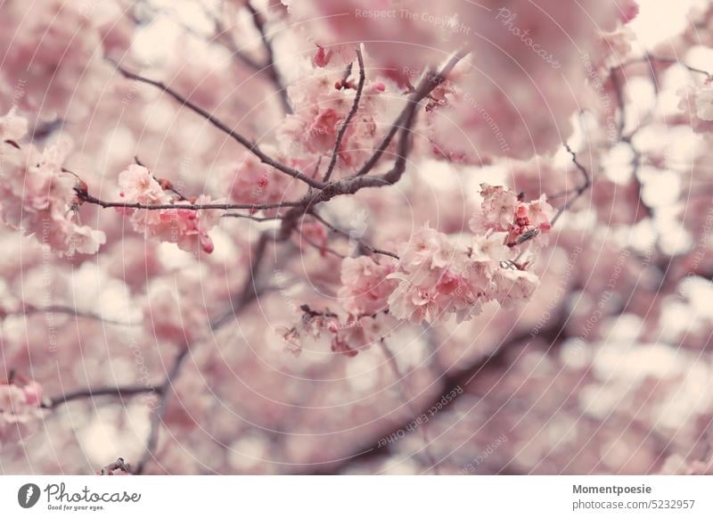 Kirschblüten kirschzweig schön sakura erblüht Kirschbaum Ast Zweig Park edel Anmut zerbrechlich zierlich Makroaufnahme Nahaufnahme Garten Beginn zart Frühling