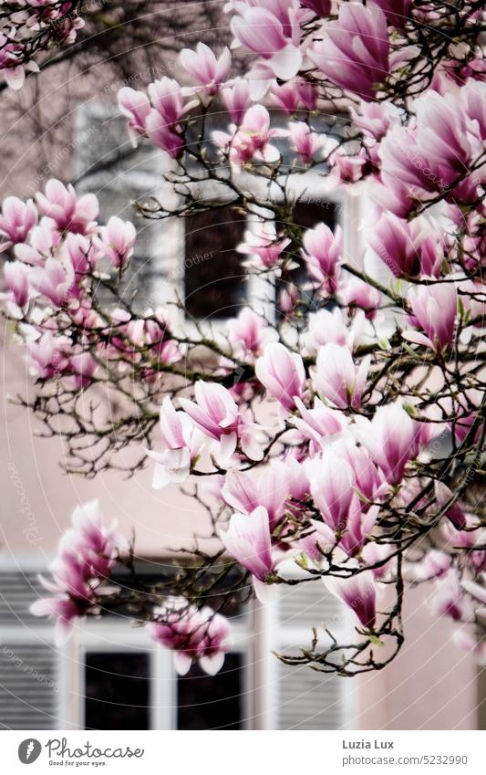 Frühlingsgefühle in der Stadt, rosa Magnolien vor einer Fassade, Fenstern mit hellen Läden Magnolienblüte Magnolienzweige Magnolienbaum Natur Blüte schön