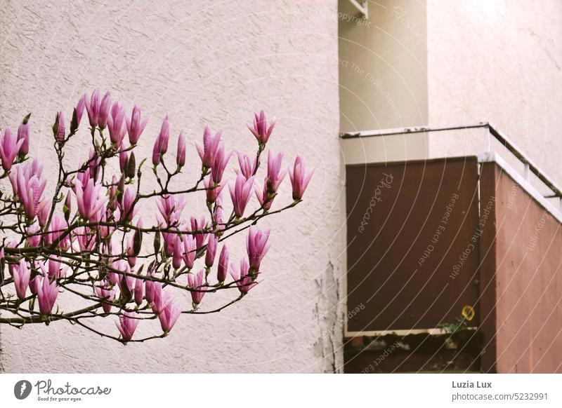 Frühlingsgefühle in der Vorstadt, rosa Magnolien vor einer maroden Fassade, 70er Jahre Farben Magnolienblüte Magnolienzweige Magnolienbaum Natur Blüte schön