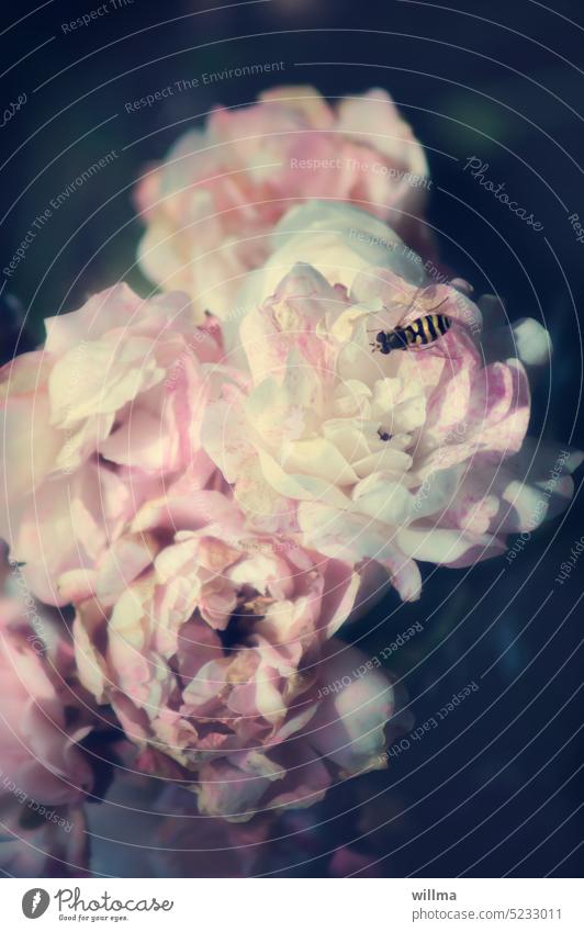 Der Rose letzte Betörung Duft rosa blühen weiß Schwebfliege Biene Wespe Insekt