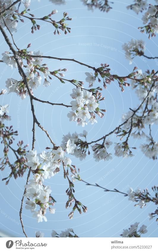 Kirschblüten im Frühlingsmandel Blütenzweige blühen Zierkirsche Mandelblüte Zweig zart Blütenbäume Mandelbaum blühend Pastellton weiß Frühlingszweige