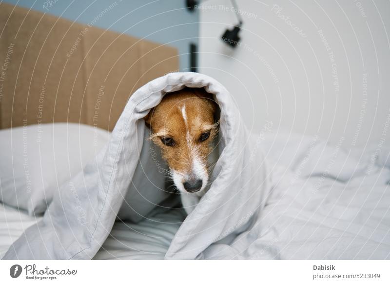 Niedlicher Hund im Schlafzimmer. Haustier unter Decke im Bett Porträt niedlich Tier einsam Reinrassig lustig bezaubernd Innenbereich Jack-Russell-Terrier Blick