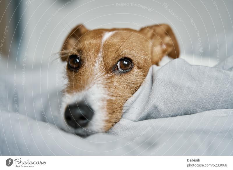 Nahaufnahme eines süßen Hundes, der im Bett schläft. schlafen niedlich Schlafzimmer Haustier Tier Lügen einsam traurig bezaubernd müde Hintergrund Decke