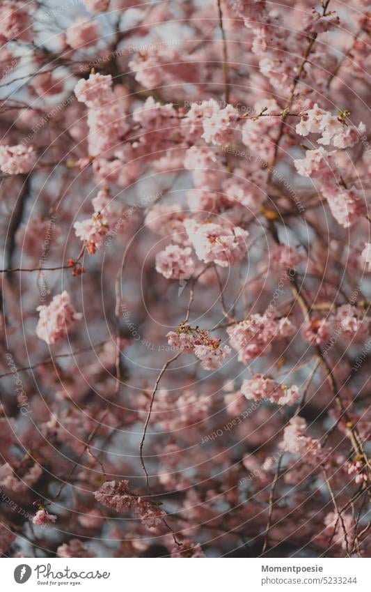 Kirschblüten rosa Frühling Blüte Natur Kirschbaum weiß Baum Blühend Schönes Wetter Duft Farbfoto Pflanze Außenaufnahme Frühlingsgefühle Menschenleer Tag schön