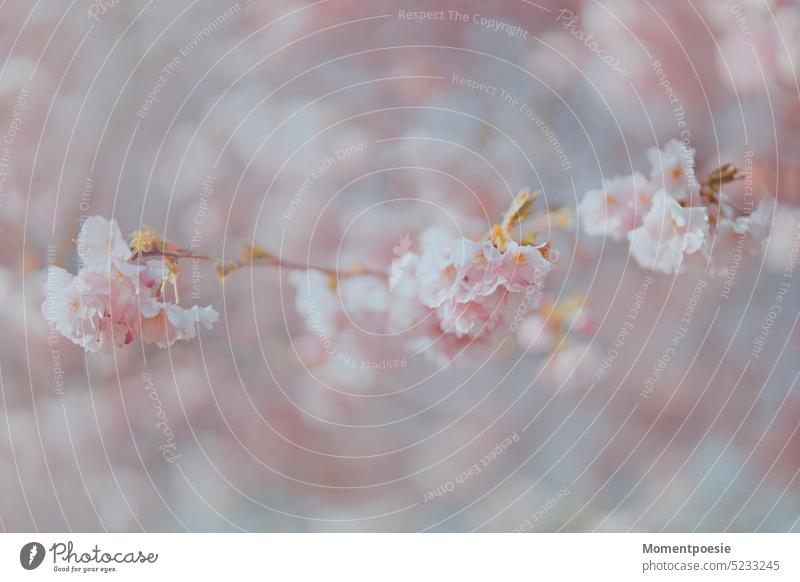 Kirschblüten Duft zartrosa natürliches Licht Kirschblütenfest prächtige Blüte Saison Kirsche Sakura Dekoration & Verzierung Sakura-Blüte mädchenhaft Tageslicht