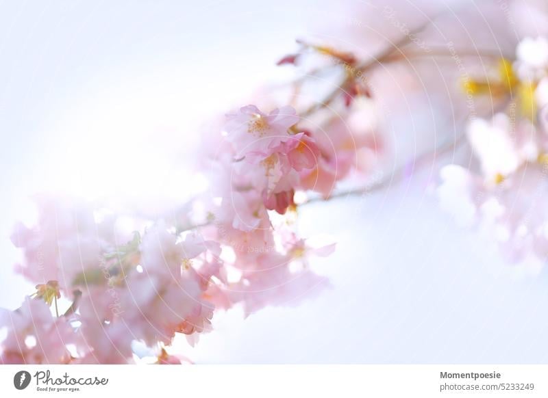Kirschblüten im Gegenlicht kirschblütenbaum kirschblütenzeit Kirschblütenzweige Zweig rosa Gegenlichtaufnahme Sonne sonnig schönes Wetter Japan japanisch