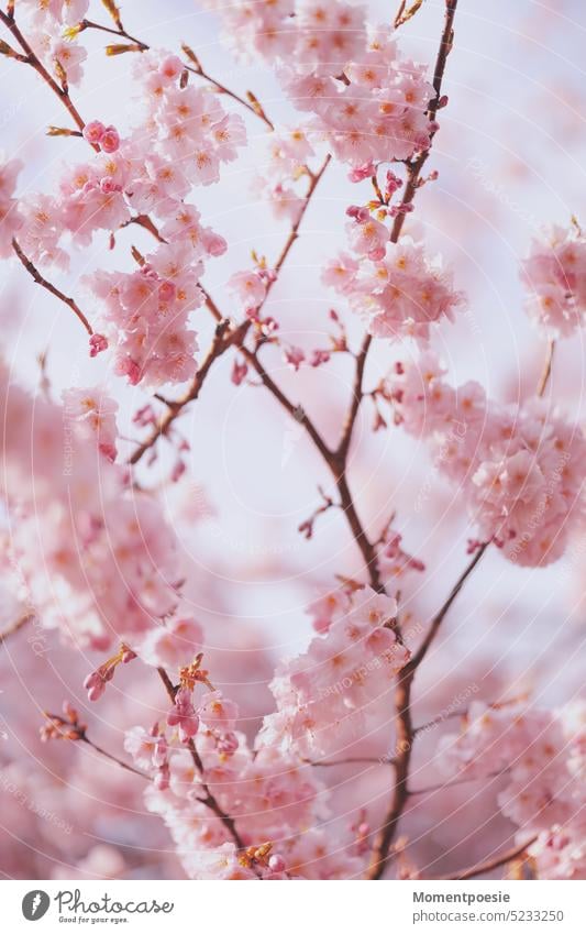 Kirschblüten Frühlingstag blühend Zerbrechlichkeit Blütezeit Baum im Freien romantisch idyllisch zarte Blüten Japan Blütenblatt harmonisch natürlich Blühend