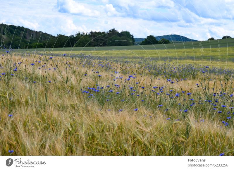 Getreidefeld mit vielen Kornblumen und Wald im Hintergrund Asteraceae Landschaft Blume Industrie Ernte Wild Blossom blau Lebensmittel landwirtschaftlich
