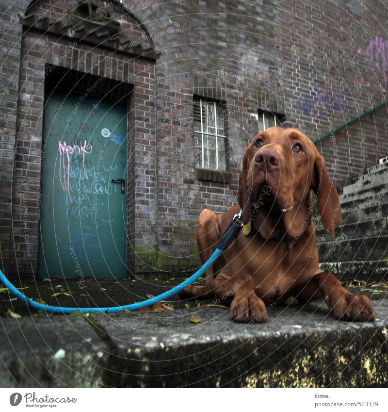 Ben guckt Mauer Wand Treppe Terrasse Tier Haustier Hund Hundeleine 1 Graffiti beobachten liegen Neugier trashig Stadt braun Gelassenheit geduldig ruhig