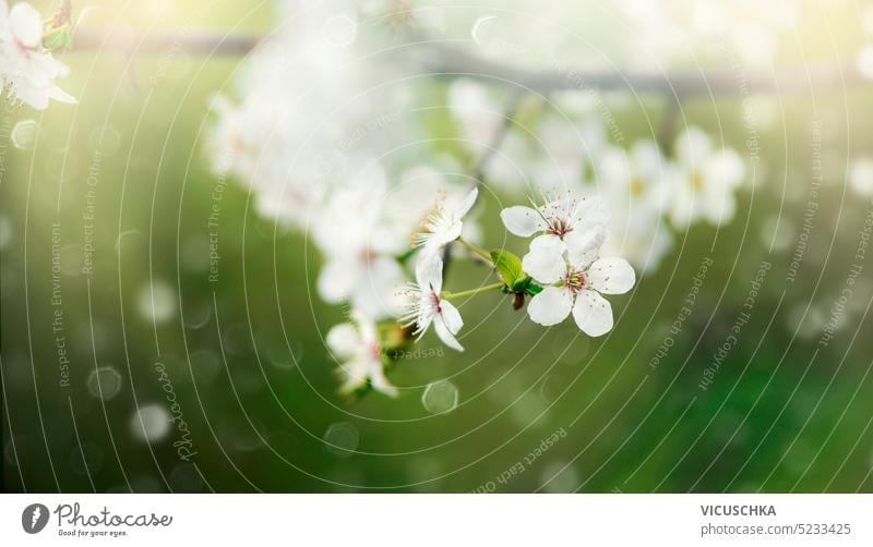 Schöne Frühlingszeit Natur Hintergrund mit weißen Kirschblüten auf grünem Hintergrund mit Bokeh. Draußen schön im Freien malerisch saisonbedingt Park Ast