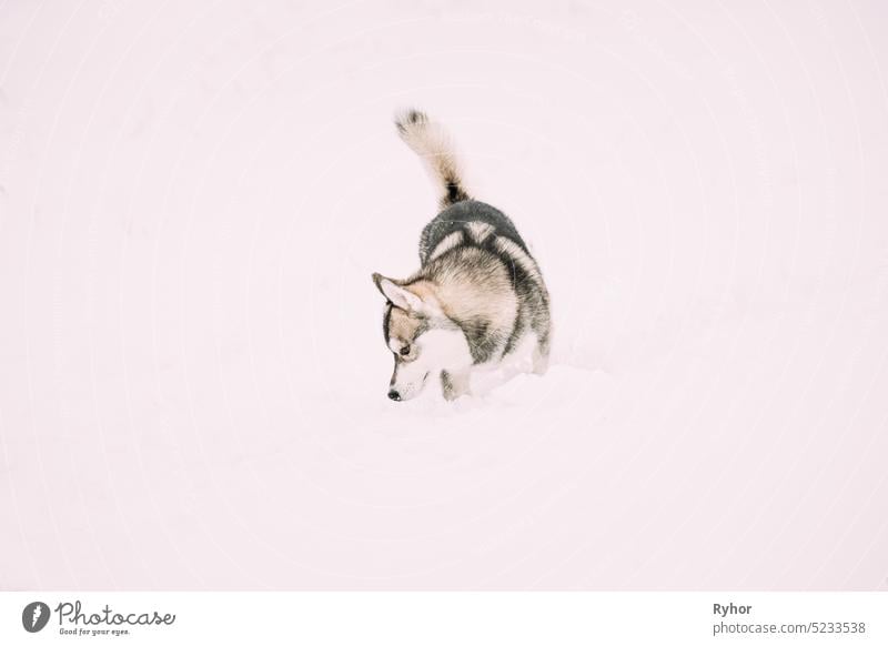 Junger Husky-Hund schnüffelt draußen im Schnee, Schneeverwehung. Haustier spielen im Winter Tag aktiv Tier Sibirischer Schlittenhund Alaska schön züchten Natur