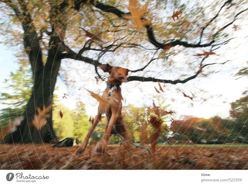Tanz | Ben entdeckt den Herbst Umwelt Natur Landschaft Park Wiese Tier Haustier Hund 1 Bewegung springen Tanzen toben Fröhlichkeit rebellisch wild Freude