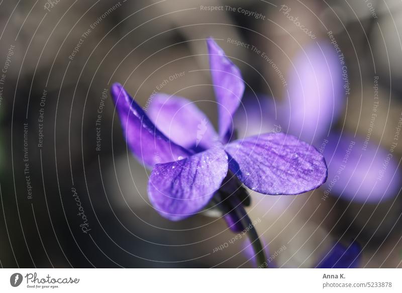 Lila Frühlingsbote...zartes Märzveilchen im Sonnenlicht Veilchengewächse Violaceae lila violett Lila Blüten lila Blüte lila Blütenblätter Frühlingserwachen