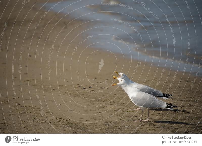 zeterndes Möwen Ehepaar am Strand Vögel Tier Küste Meer Vogel beschweren schreien Unterhaltung Paar paarweise aufgerissene Schnäbel Schnabel Sand Wasser